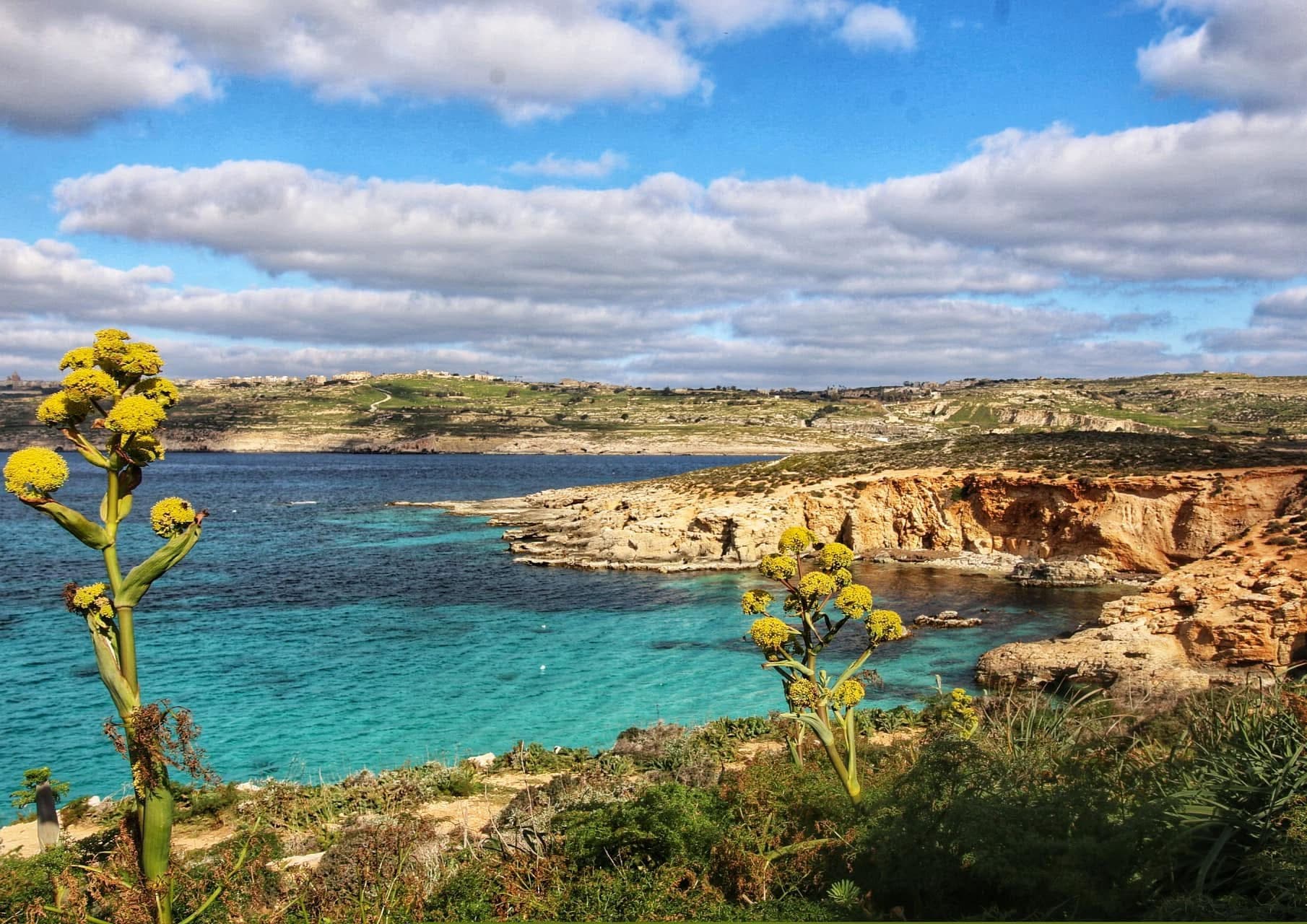 Wild Malta coastline with yellow fennel flowers and turquoise sea