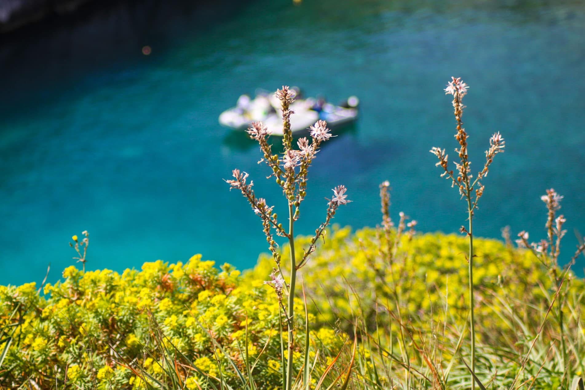 Wild asphodels and yellow spurge framing the turquoise water of Mgarr ix-Xini — a boat drifts below, completely oblivious to how good this looks