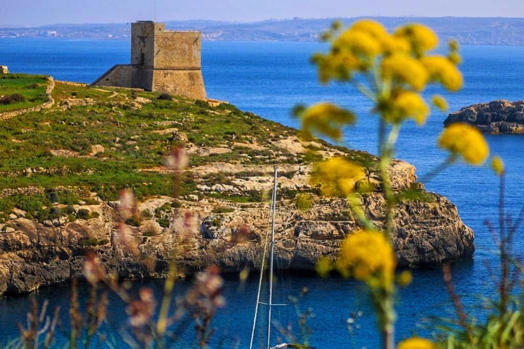 Xlendi Tower framed through yellow giant fennel flowers — the watchtower stands guard over the bay entrance, with Malta visible in the haze across the channel
